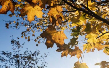 14th November 2025 Newsletter