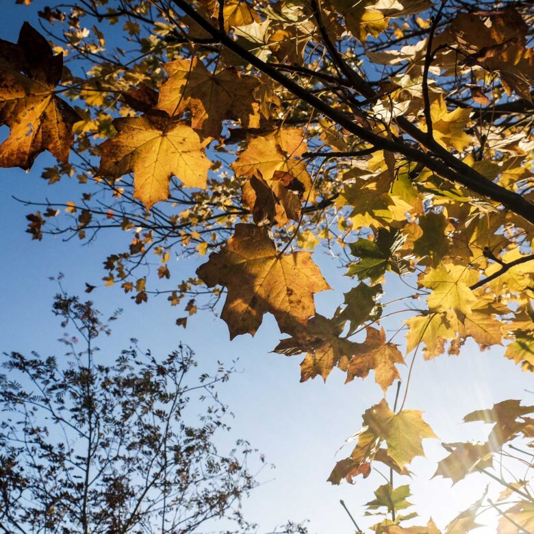 14th November 2025 Newsletter