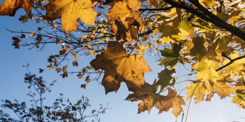 14th November 2025 Newsletter