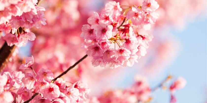 13th March 2026 Newsletter