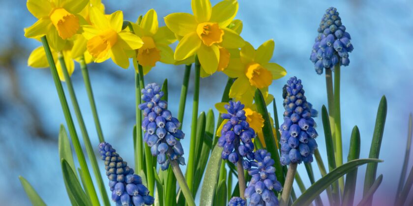 6th February 2026 Newsletter