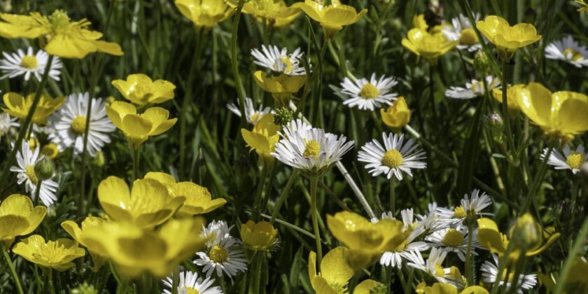 24th April 2026 Newsletter
