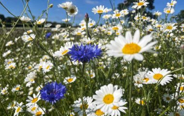 12th June 2026 Newsletter