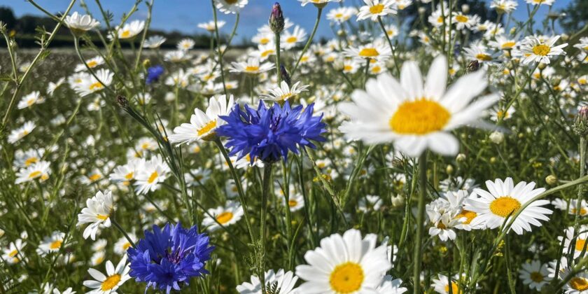 12th June 2026 Newsletter