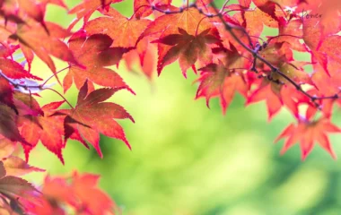 10th October 2025 Newsletter