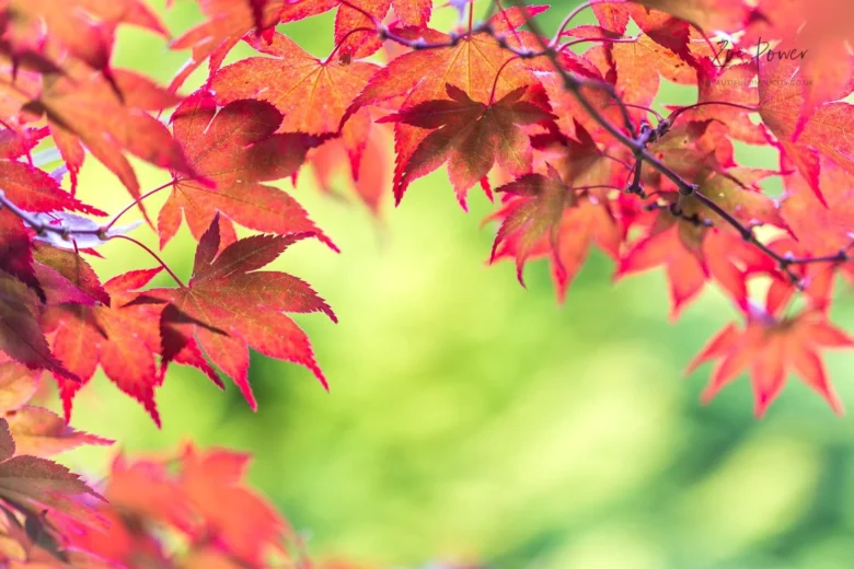 10th October 2025 Newsletter