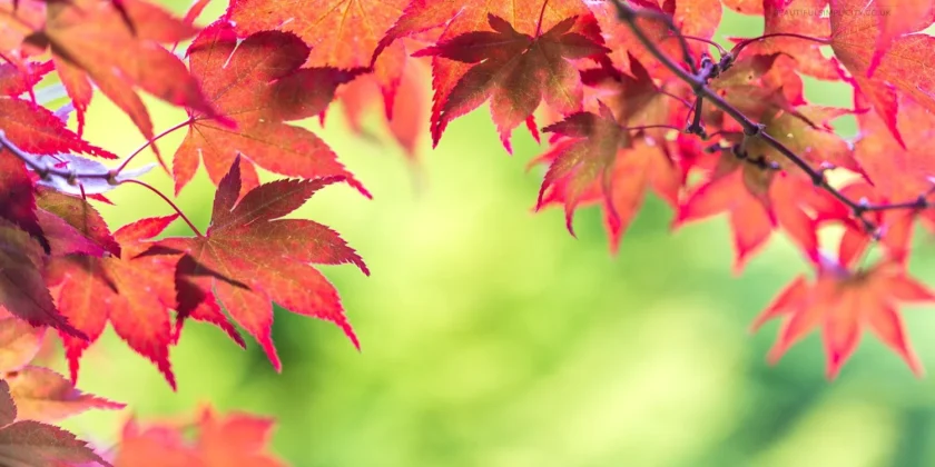 10th October 2025 Newsletter